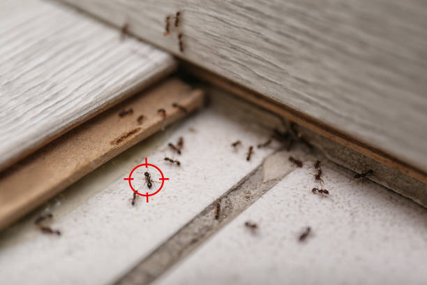 Best Spider Control Near Me  in Richlands, NC
