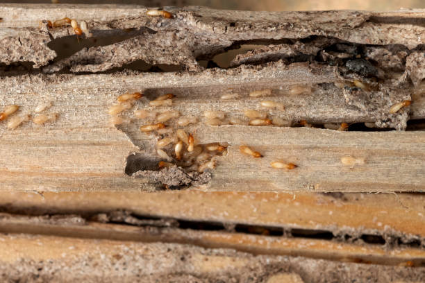 Best Pest Removal Services  in Richlands, NC