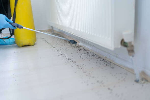Wasp Removal Services in Richlands, NC